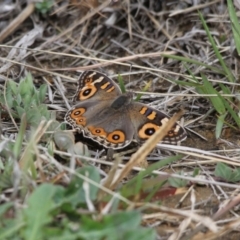 Junonia villida (Meadow Argus) at Alpine - 27 Oct 2017 by JanHartog