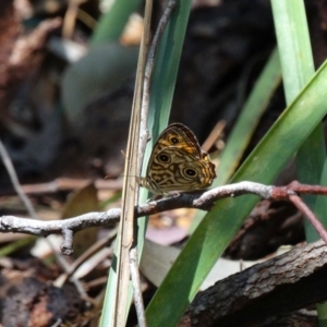 Geitoneura acantha at Mittagong, NSW - 21 Dec 2016 12:46 PM