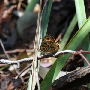 Geitoneura acantha at Mittagong, NSW - 21 Dec 2016