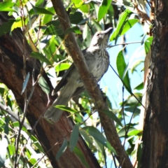 Colluricincla harmonica (Grey Shrikethrush) at Alpine - 9 Jan 2017 by JanHartog