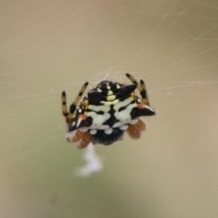 Austracantha minax (Christmas Spider, Jewel Spider) at Illilanga & Baroona - 14 Dec 2019 by Illilanga