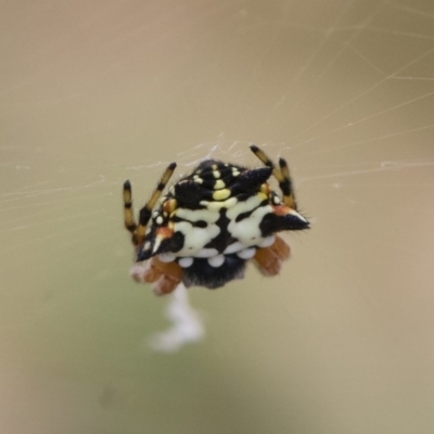 Austracantha minax (Christmas Spider, Jewel Spider) at Illilanga & Baroona - 14 Dec 2019 by Illilanga