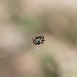 Austracantha minax at Michelago, NSW - 14 Dec 2019