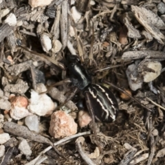 Habronestes sp. (genus) (An ant-eating spider) at Illilanga & Baroona - 22 Dec 2018 by Illilanga