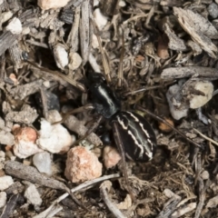 Habronestes sp. (genus) (An ant-eating spider) at Michelago, NSW - 22 Dec 2018 by Illilanga