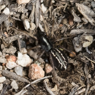 Habronestes sp. (genus) (An ant-eating spider) at Illilanga & Baroona - 22 Dec 2018 by Illilanga