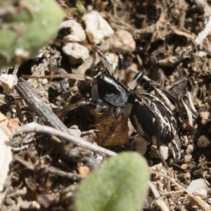 Habronestes sp. (genus) at Michelago, NSW - 22 Dec 2018 03:08 PM