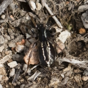 Habronestes sp. (genus) at Michelago, NSW - 22 Dec 2018
