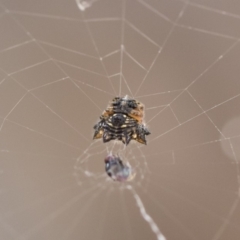 Austracantha minax (Christmas Spider, Jewel Spider) at Michelago, NSW - 22 Dec 2018 by Illilanga