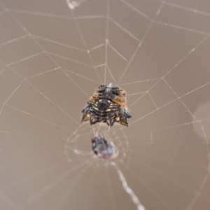 Austracantha minax at Michelago, NSW - 22 Dec 2018