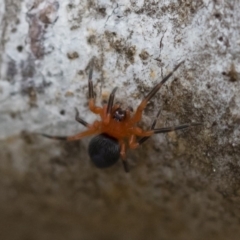 Nicodamidae (family) (Red and Black Spider) at Illilanga & Baroona - 16 Mar 2019 by Illilanga