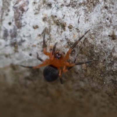 Nicodamidae (family) (Red and Black Spider) at Michelago, NSW - 16 Mar 2019 by Illilanga