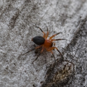 Nicodamidae (family) at Michelago, NSW - 17 Mar 2019 09:25 AM