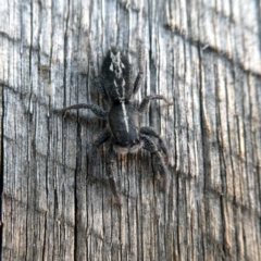 Ocrisiona leucocomis (White-flecked Crevice-dweller) at Wandiyali-Environa Conservation Area - 24 Dec 2019 by Wandiyali