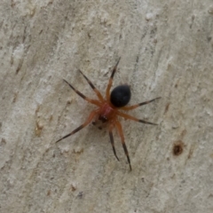 Nicodamidae (family) (Red and Black Spider) at Illilanga & Baroona - 30 Mar 2019 by Illilanga