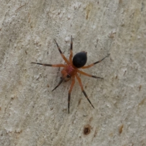 Nicodamidae (family) at Michelago, NSW - 30 Mar 2019