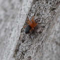 Nicodamidae (family) at Michelago, NSW - 30 Mar 2019