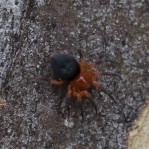 Nicodamidae (family) at Michelago, NSW - 30 Mar 2019 12:22 PM