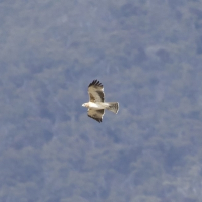 Hieraaetus morphnoides (Little Eagle) at Illilanga & Baroona - 1 Dec 2019 by Illilanga