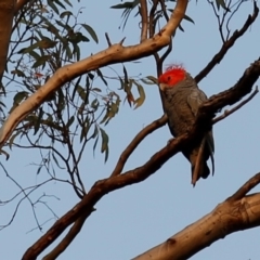 Callocephalon fimbriatum (Gang-gang Cockatoo) at ANBG - 25 Dec 2019 by HelenCross