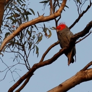 Callocephalon fimbriatum at Acton, ACT - 26 Dec 2019