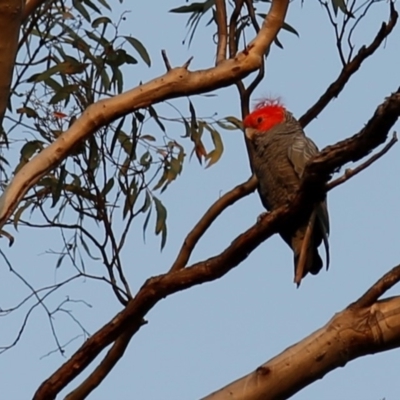 Callocephalon fimbriatum (Gang-gang Cockatoo) at Acton, ACT - 25 Dec 2019 by HelenCross