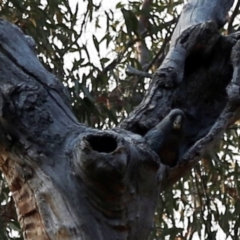 Callocephalon fimbriatum at Acton, ACT - 26 Dec 2019