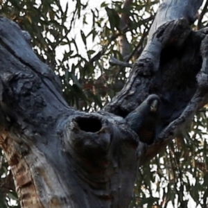 Callocephalon fimbriatum at Acton, ACT - suppressed