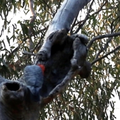 Callocephalon fimbriatum at Acton, ACT - 26 Dec 2019