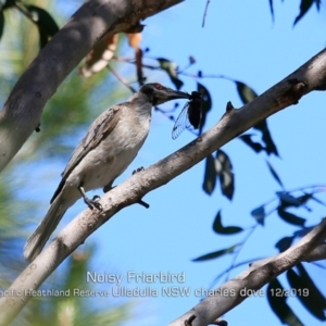 Philemon corniculatus at Ulladulla, NSW - 7 Dec 2019