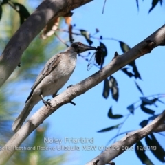 Philemon corniculatus (Noisy Friarbird) at South Pacific Heathland Reserve - 6 Dec 2019 by Charles Dove