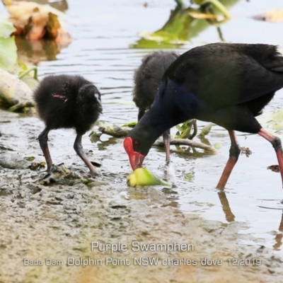 Porphyrio melanotus (Australasian Swamphen) at Wairo Beach and Dolphin Point - 8 Dec 2019 by CharlesDove