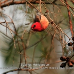Myzomela sanguinolenta (Scarlet Honeyeater) at South Pacific Heathland Reserve - 6 Dec 2019 by Charles Dove