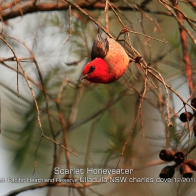 Myzomela sanguinolenta (Scarlet Honeyeater) at Ulladulla, NSW - 6 Dec 2019 by Charles Dove