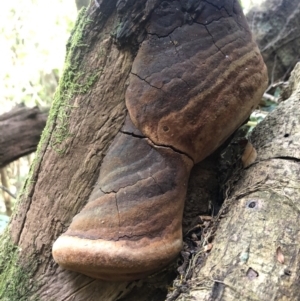 Phellinus sp. at Wattamolla, NSW - 23 Dec 2019 09:57 AM