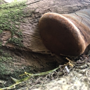 Phellinus sp. at Wattamolla, NSW - 23 Dec 2019 09:57 AM