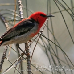 Myzomela sanguinolenta (Scarlet Honeyeater) at Narrawallee, NSW - 8 Dec 2019 by CharlesDove