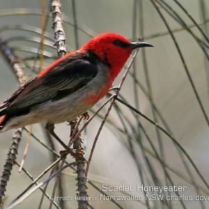 Myzomela sanguinolenta at Narrawallee, NSW - 8 Dec 2019 12:00 AM