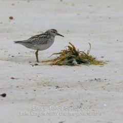 Calidris acuminata (Sharp-tailed Sandpiper) at Lake Conjola, NSW - 5 Dec 2019 by Charles Dove