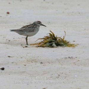 Calidris acuminata at Lake Conjola, NSW - 6 Dec 2019