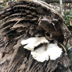 Pleurotus sp. at Wattamolla, NSW - 23 Dec 2019 by WattaWanderer