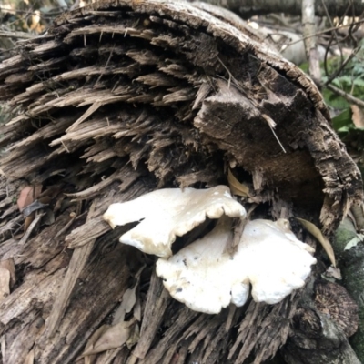 Pleurotus sp. (Pleurotus) at Wattamolla, NSW - 23 Dec 2019 by WattaWanderer