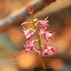 Dipodium punctatum (Blotched Hyacinth Orchid) at Narrawallee Foreshore and Reserves Bushcare Group - 7 Dec 2019 by CharlesDove