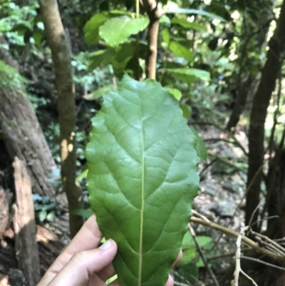 Sloanea australis (Maiden's Blush) at Wattamolla, NSW - 23 Dec 2019 by WattaWanderer
