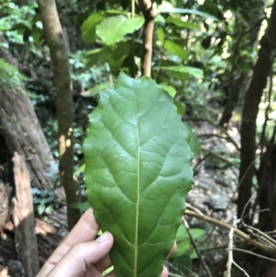 Sloanea australis (Maiden's Blush) at Wattamolla, NSW - 22 Dec 2019 by BotanyDangle