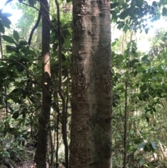 Sloanea australis at Wattamolla, NSW - 23 Dec 2019 10:01 AM