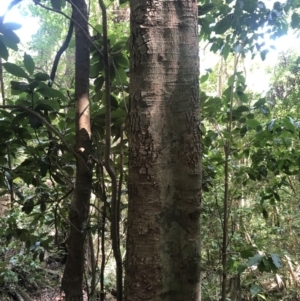 Sloanea australis at Wattamolla, NSW - 23 Dec 2019