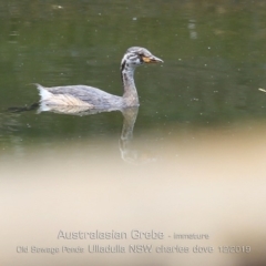 Tachybaptus novaehollandiae (Australasian Grebe) at Ulladulla, NSW - 11 Dec 2019 by CharlesDove