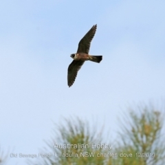 Falco longipennis (Australian Hobby) at Ulladulla, NSW - 10 Dec 2019 by Charles Dove