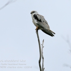 Elanus axillaris at Ulladulla, NSW - 14 Dec 2019